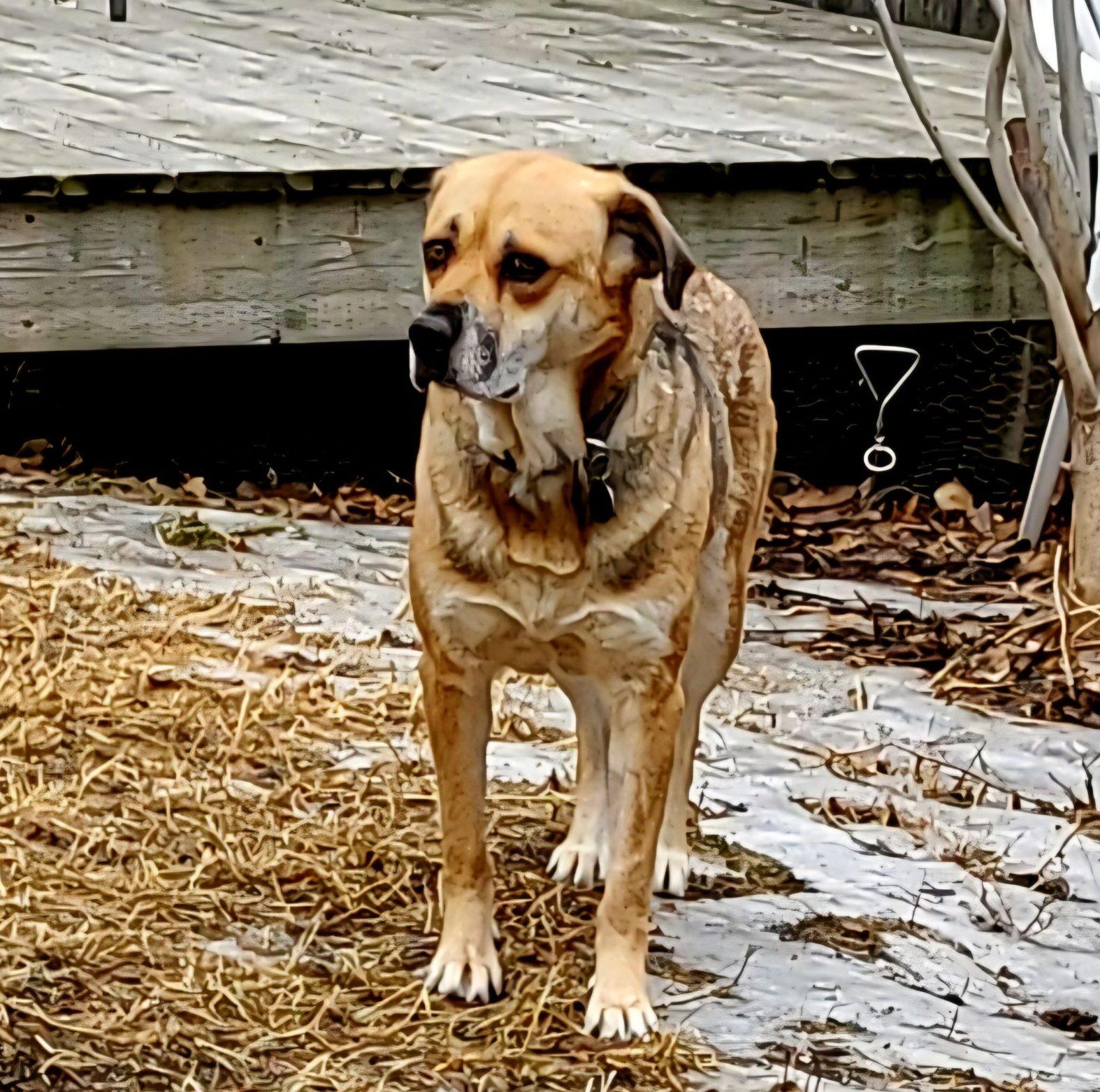 Enlarge Sharla, a ADOPTABLE mixed breed in Calgary, AB image 4/4