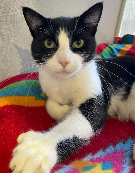 Bart, a ADOPTABLE Domestic Short Hair in Jackson, MI image 2/6