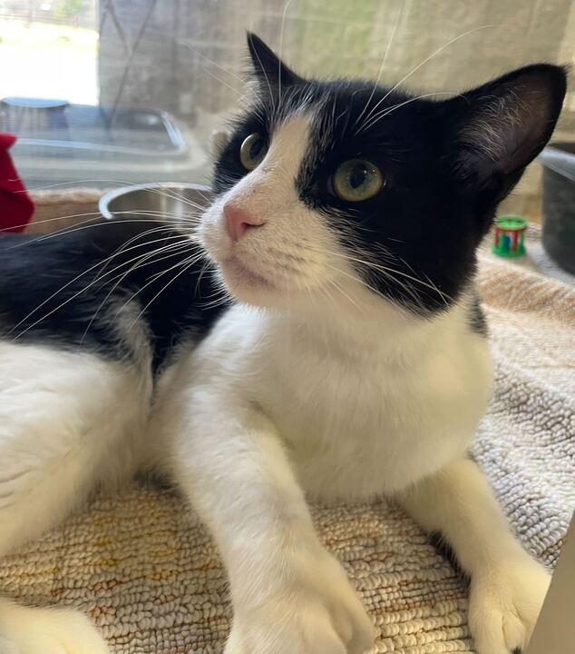 Bart, a ADOPTABLE Domestic Short Hair in Jackson, MI image 5/6