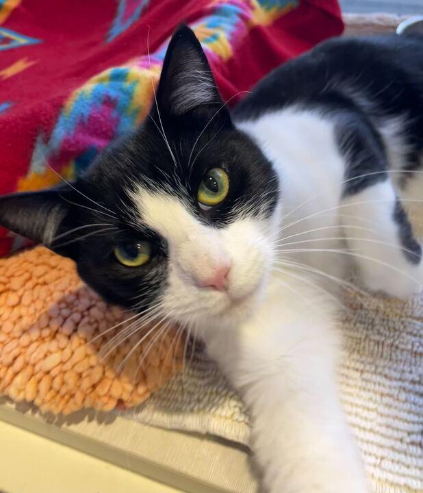 Bart, ADOPTABLE, Young Male Domestic Short Hair.