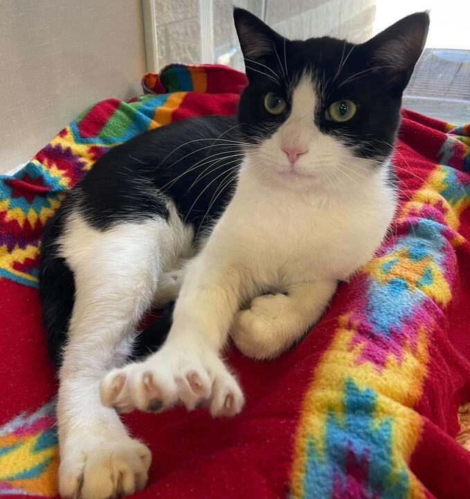 Bart, a ADOPTABLE Domestic Short Hair in Jackson, MI image 4/6