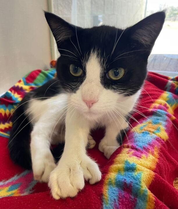 Bart, a ADOPTABLE Domestic Short Hair in Jackson, MI image 3/6