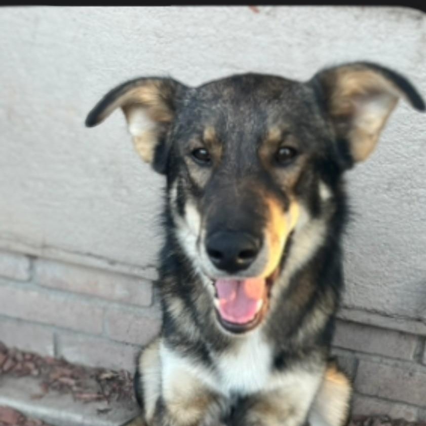 Kai - Foster Needed for a sweet pup!, Adoptable, Young Male Shepherd.