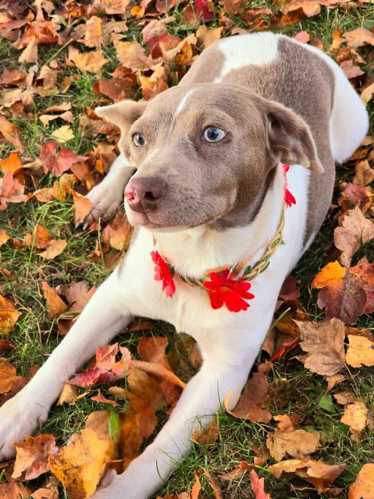 Snickerdoodle, Adoptable, Young Female Terrier.