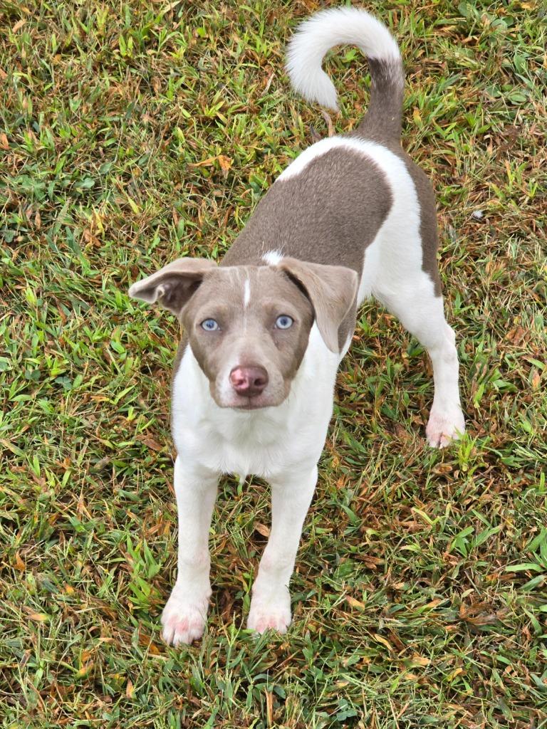Snickerdoodle, a Adoptable Terrier in Decatur, IN image 2/6