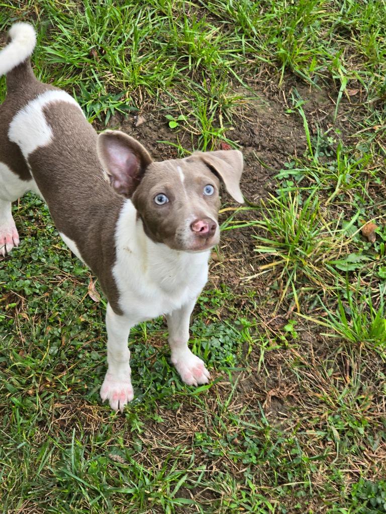 Snickerdoodle, a Adoptable Terrier in Decatur, IN image 3/6