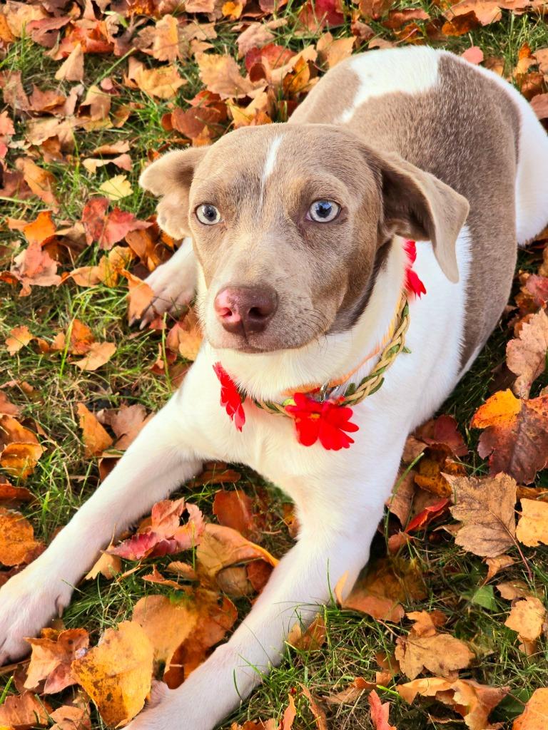 Snickerdoodle, a Adoptable Terrier in Decatur, IN image 4/6