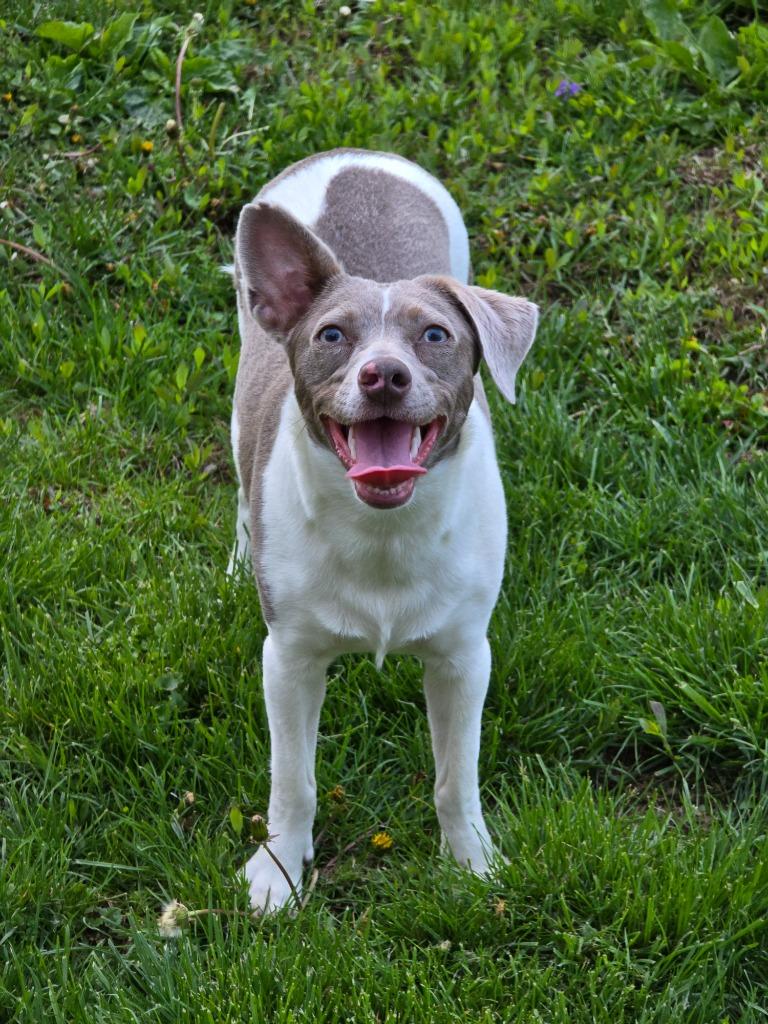 Snickerdoodle, a Adoptable Terrier in Decatur, IN image 6/6