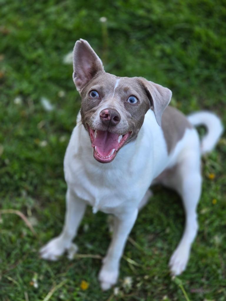 Snickerdoodle, a Adoptable Terrier in Decatur, IN image 6/6