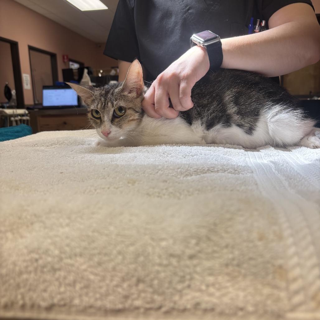 Enlarge Vera (C7), a Adoptable American Shorthair in Portland, TX image 1/1