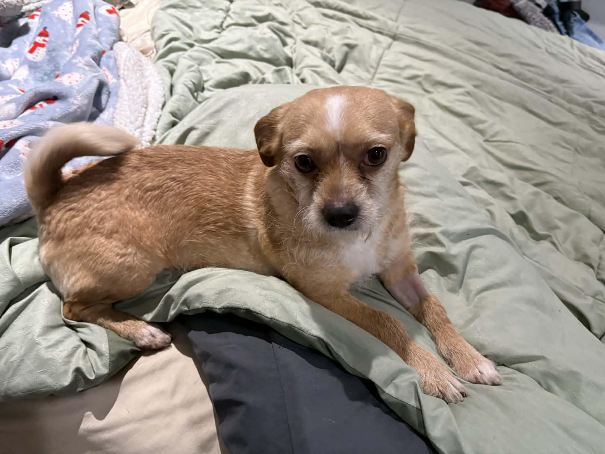 LORAX, a ADOPTABLE mixed breed in Great Bend, KS image 2/2