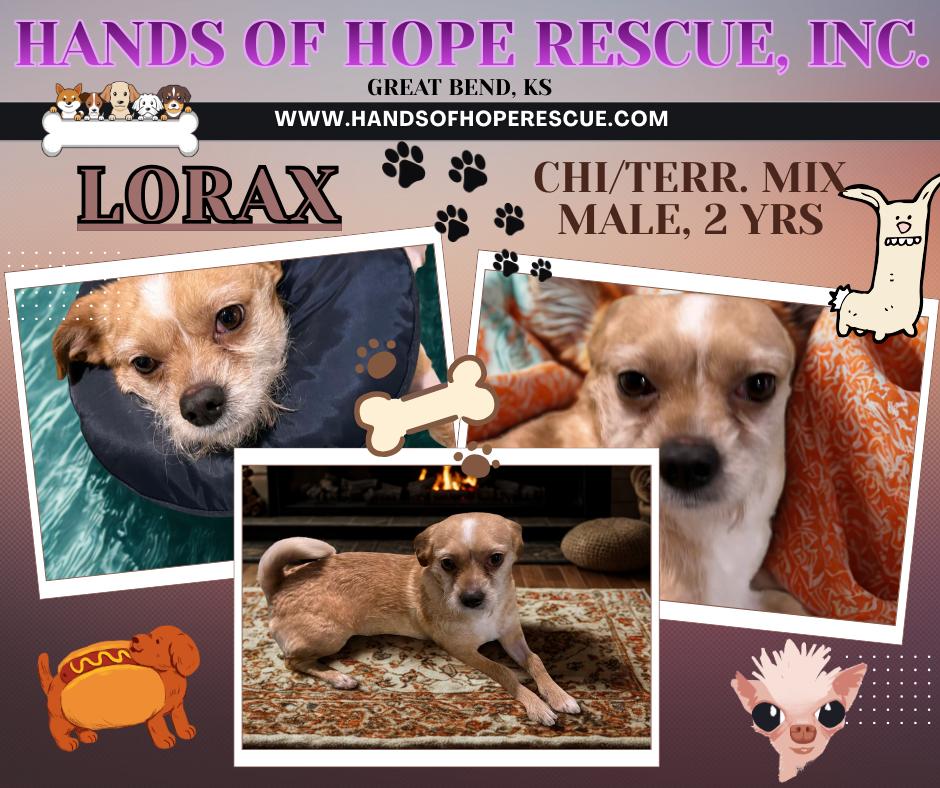 LORAX, ADOPTABLE, Adult Male Chihuahua.