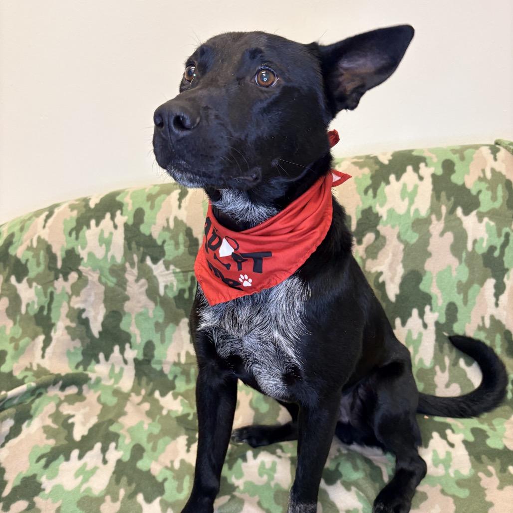 Enlarge Charlie, a Adoptable Mixed Breed in Houston, TX image 1/6