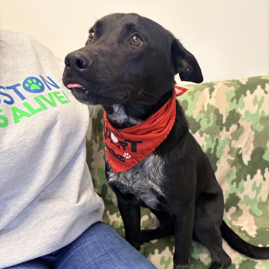 Enlarge Charlie, a Adoptable Mixed Breed in Houston, TX image 2/6