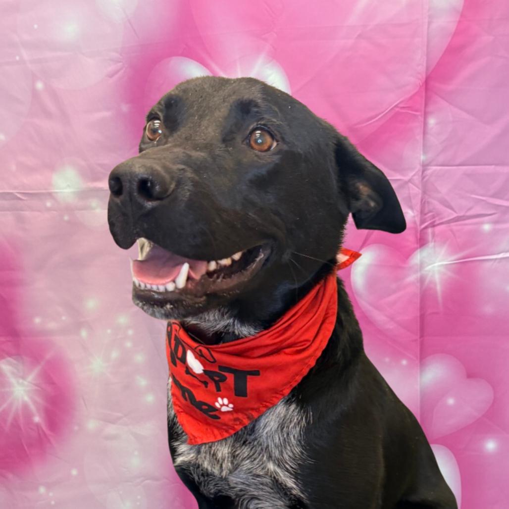 Enlarge Charlie, a Adoptable Mixed Breed in Houston, TX image 3/6