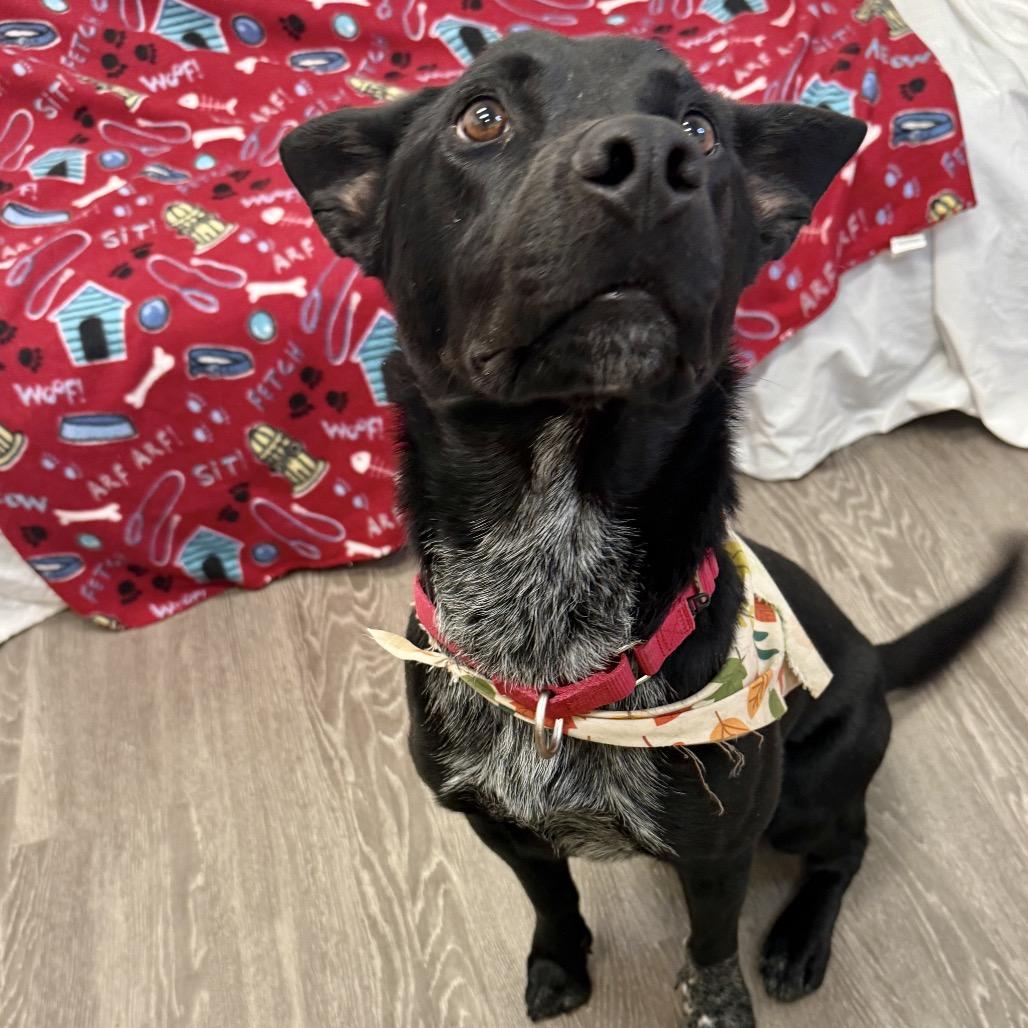 Enlarge Charlie, a Adoptable Mixed Breed in Houston, TX image 4/6