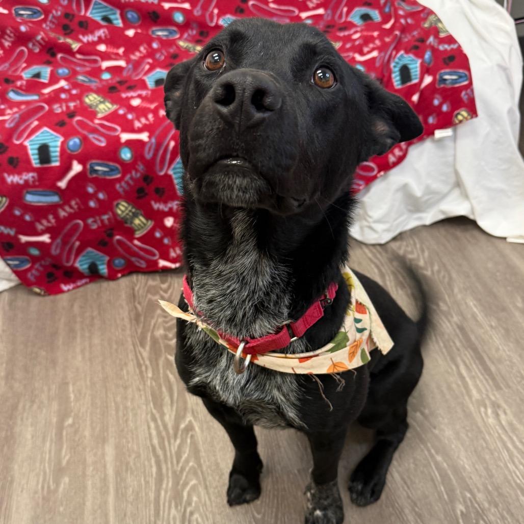 Enlarge Charlie, a Adoptable Mixed Breed in Houston, TX image 5/6