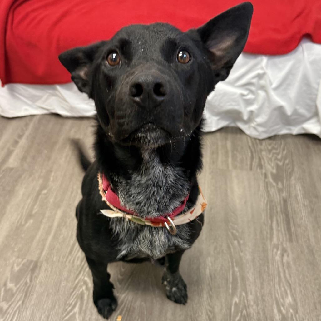 Enlarge Charlie, a Adoptable Mixed Breed in Houston, TX image 6/6