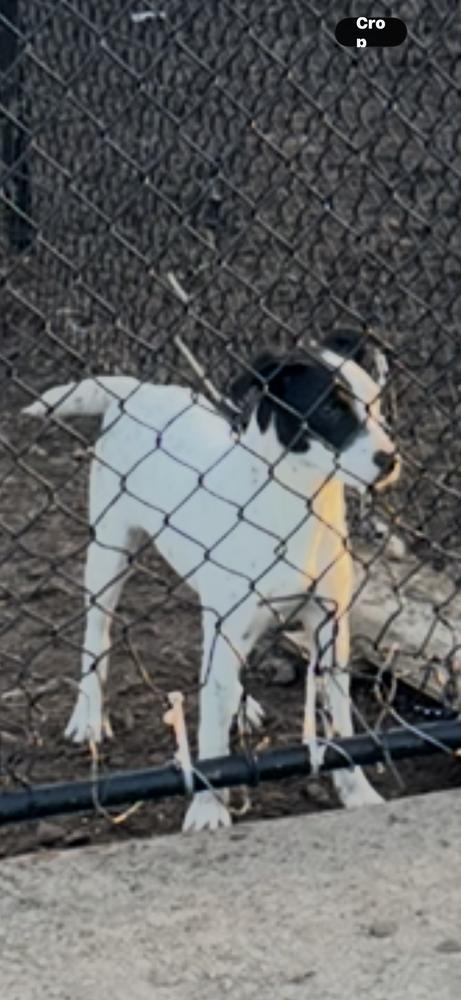 Enlarge Summer, a Adoptable mixed breed in Plumerville, AR image 1/1