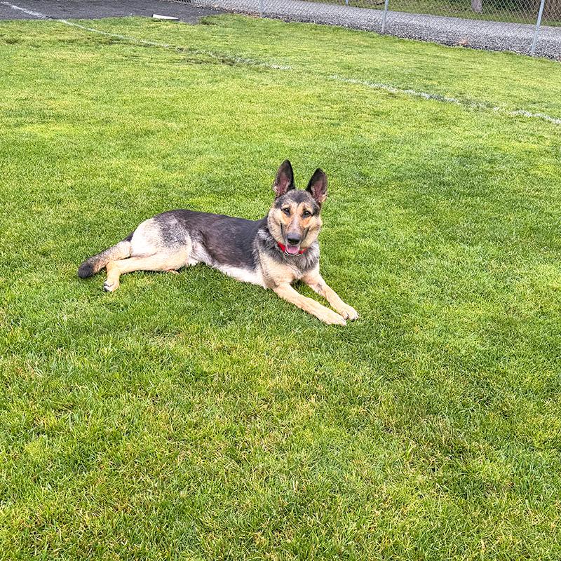 Klara, a ADOPTABLE German Shepherd Dog in Millburn, NJ image 6/6