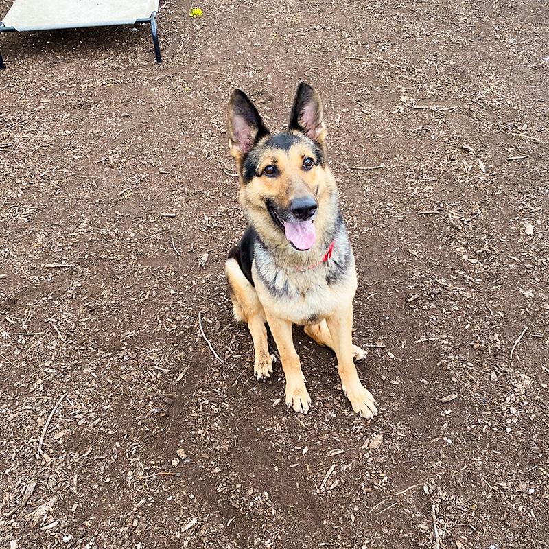 Klara, a ADOPTABLE German Shepherd Dog in Millburn, NJ image 1/6