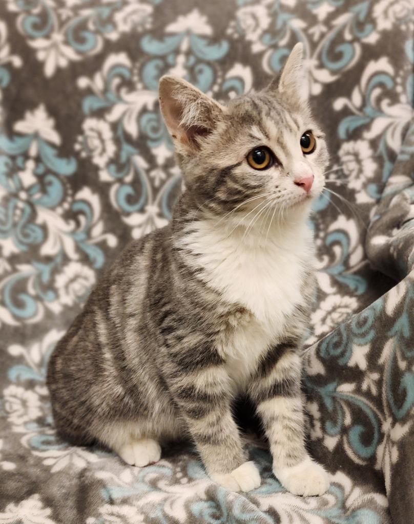 Cranberry, Adoptable, Kitten Female Domestic Short Hair.