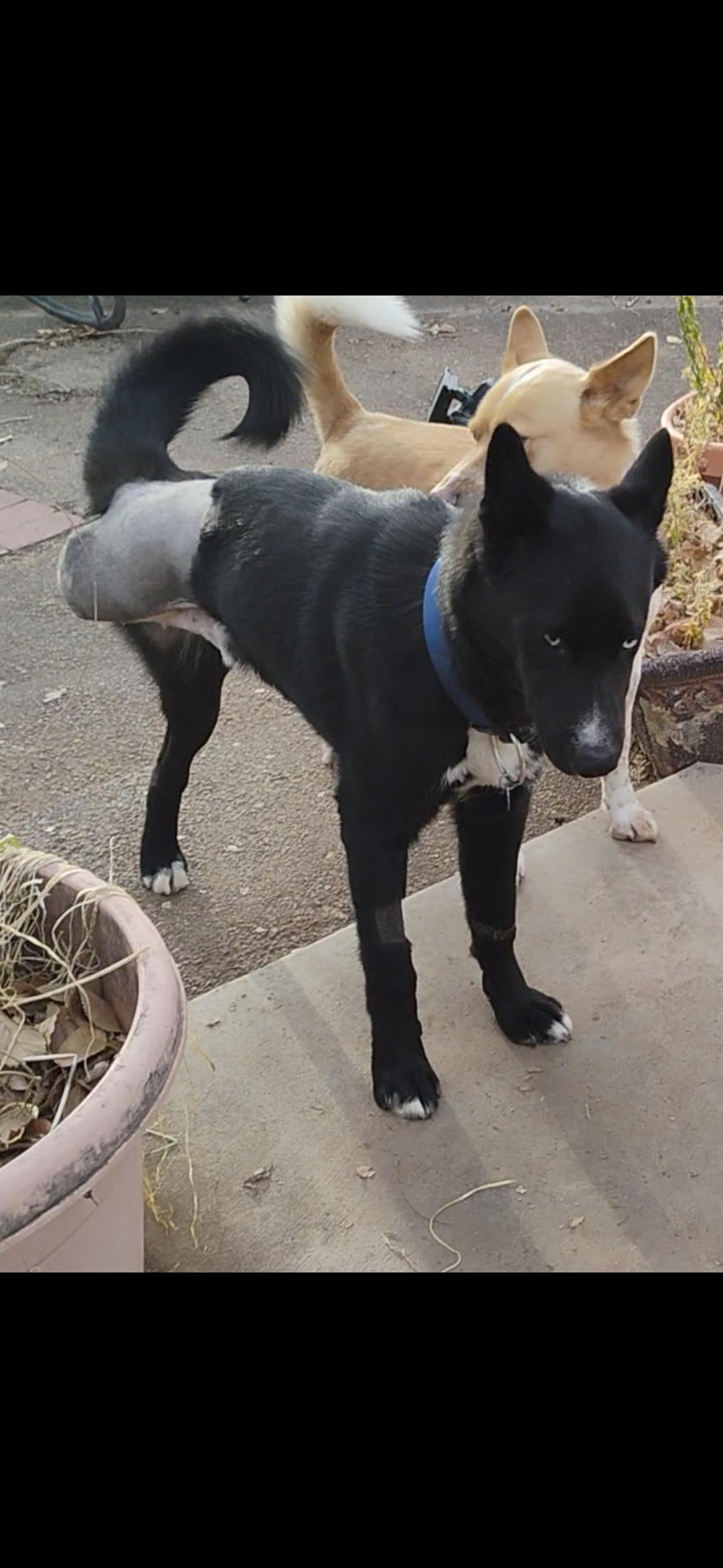 Loki, an adopted mixed breed in Gunnison, CO image 1/5