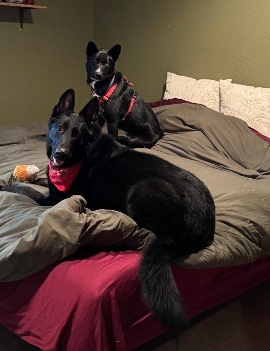 Loki, an adopted mixed breed in Gunnison, CO image 2/5