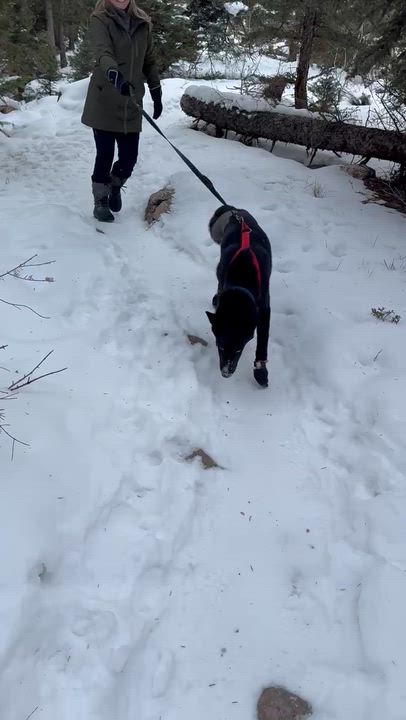 Enlarge Loki, an adopted mixed breed in Gunnison, CO video 5/5