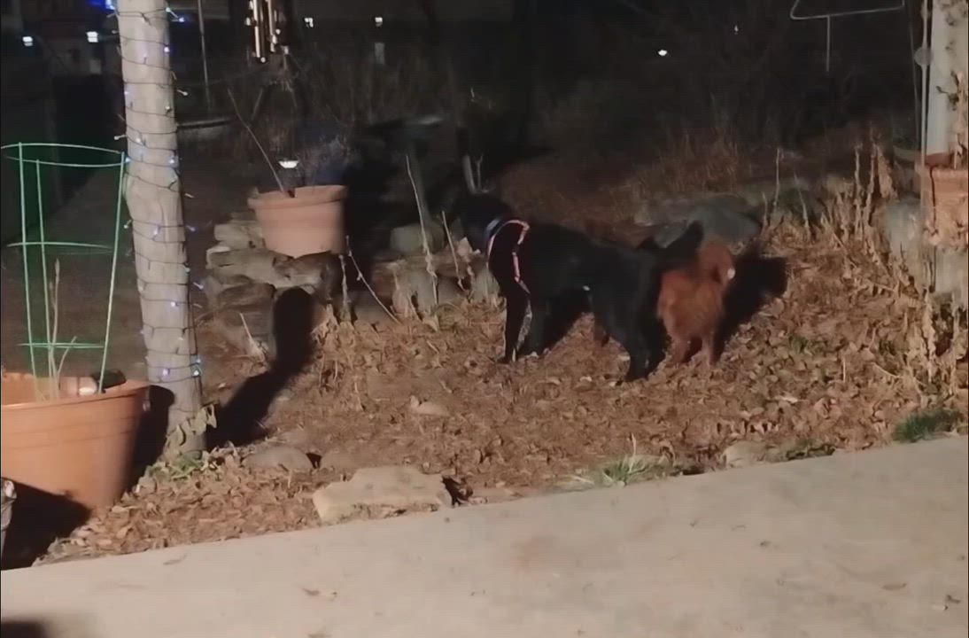 Enlarge Loki, an adopted mixed breed in Gunnison, CO video 4/5