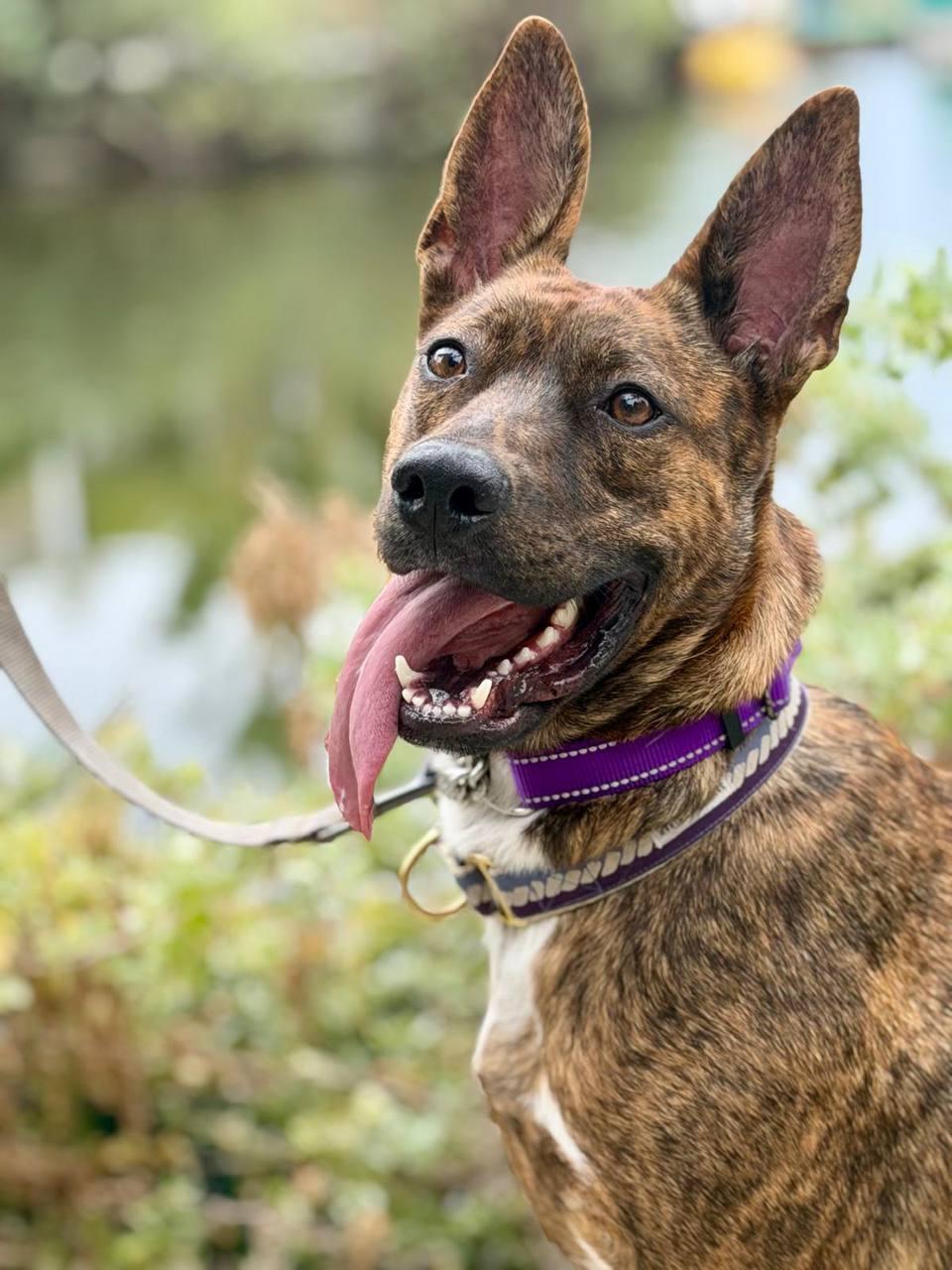 Oreo, Adoptable, Young Female Dutch Shepherd.