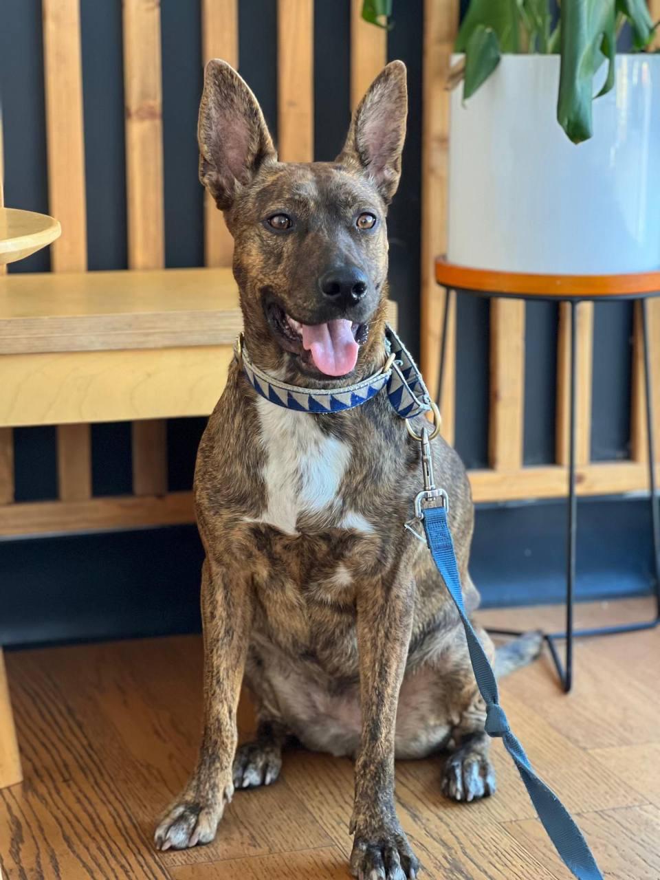Oreo, a Adoptable Dutch Shepherd in Los Angeles, CA image 2/6