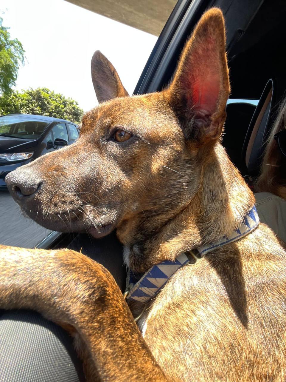 Oreo, a Adoptable Dutch Shepherd in Los Angeles, CA image 3/6