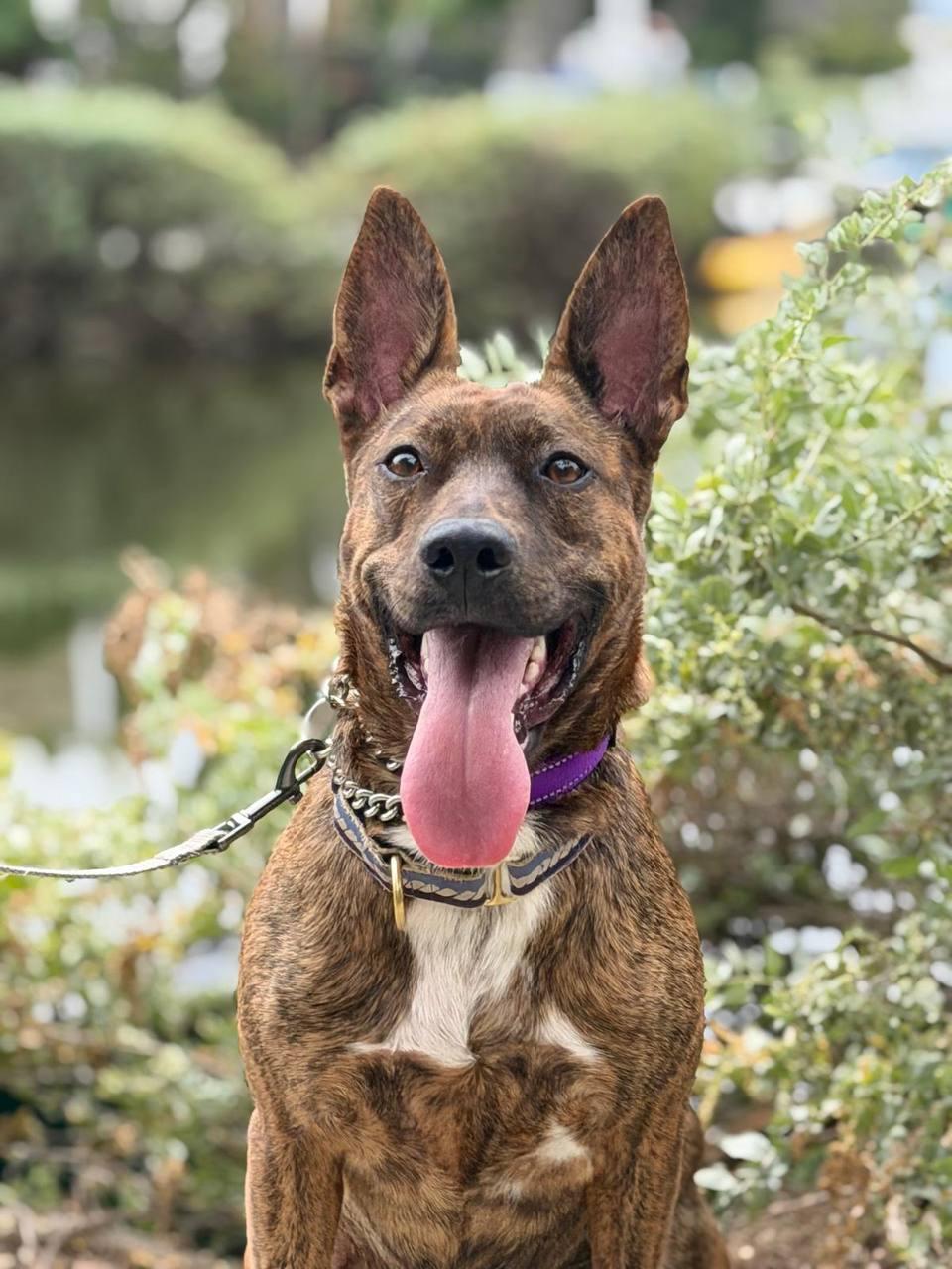 Oreo, a Adoptable Dutch Shepherd in Los Angeles, CA image 4/6