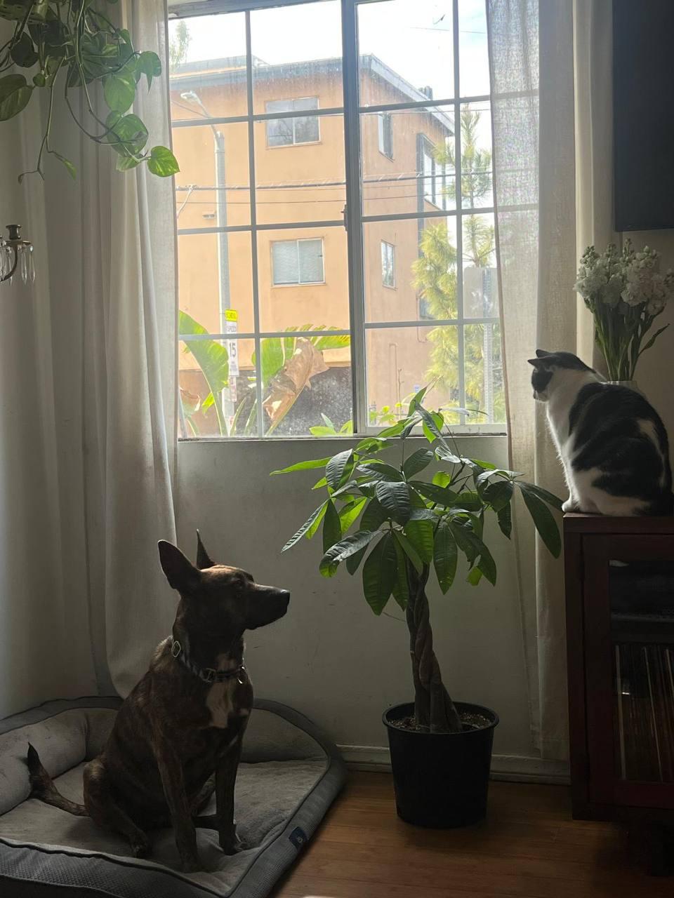 Oreo, a Adoptable Dutch Shepherd in Los Angeles, CA image 5/6