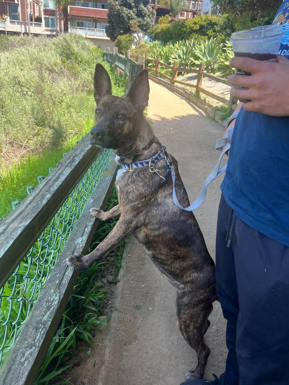 Oreo, a Adoptable Dutch Shepherd in Los Angeles, CA image 6/6
