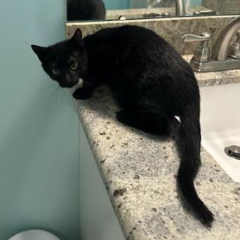 Black Jack, Adoptable, Kitten Male Domestic Short Hair.