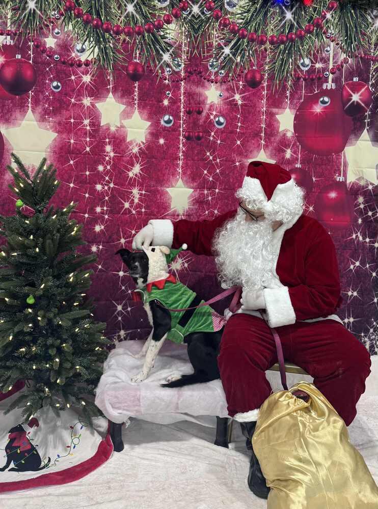 White Sox, Adoptable, Young Female Border Collie.