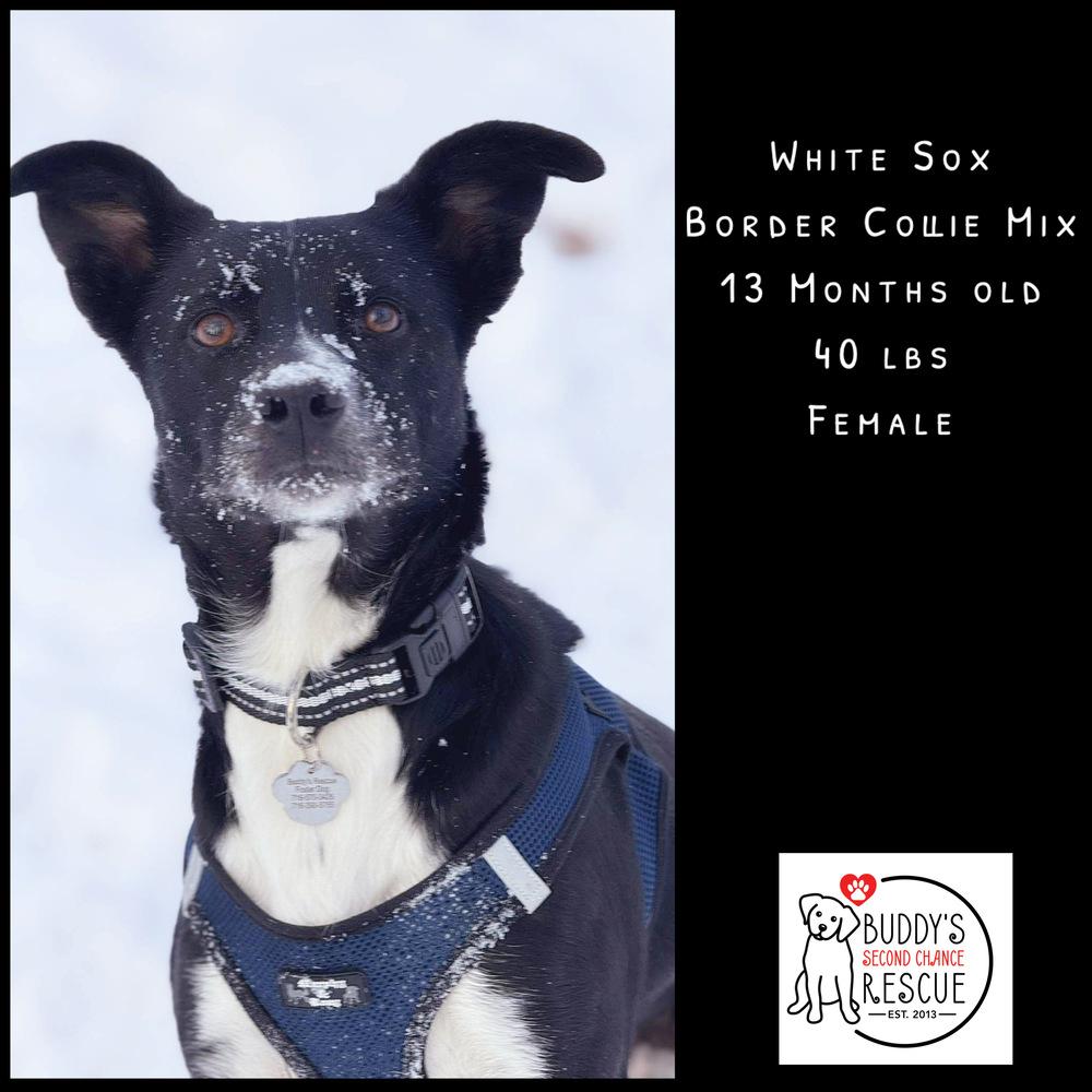 Enlarge White Sox, a Adoptable mixed breed in Amherst, NY image 2/6