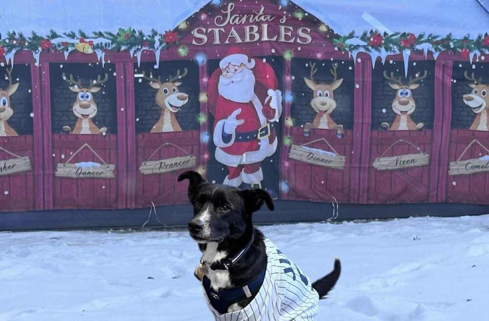 Enlarge White Sox, a Adoptable mixed breed in Amherst, NY image 3/6