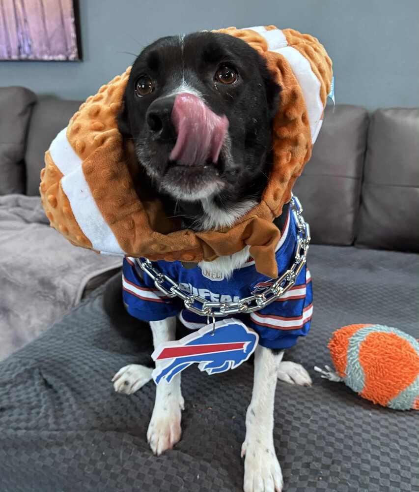 Enlarge White Sox, a Adoptable mixed breed in Amherst, NY image 4/6