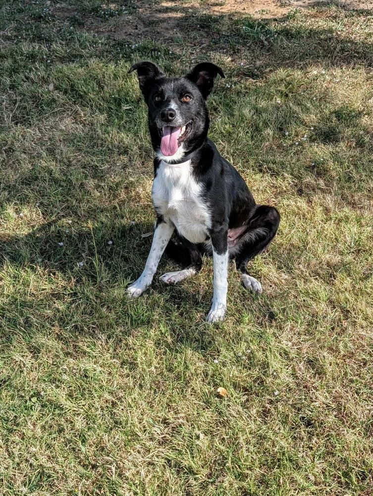 Enlarge White Sox, a Adoptable mixed breed in Amherst, NY image 6/6