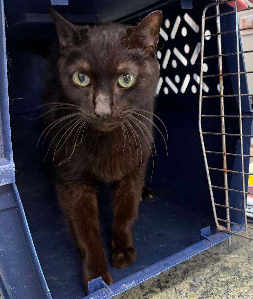 Noodles, Adoptable, Adult Female Domestic Short Hair.