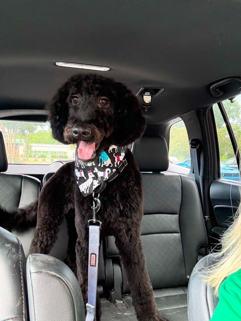 Calista, Adoptable, Puppy Female Poodle.