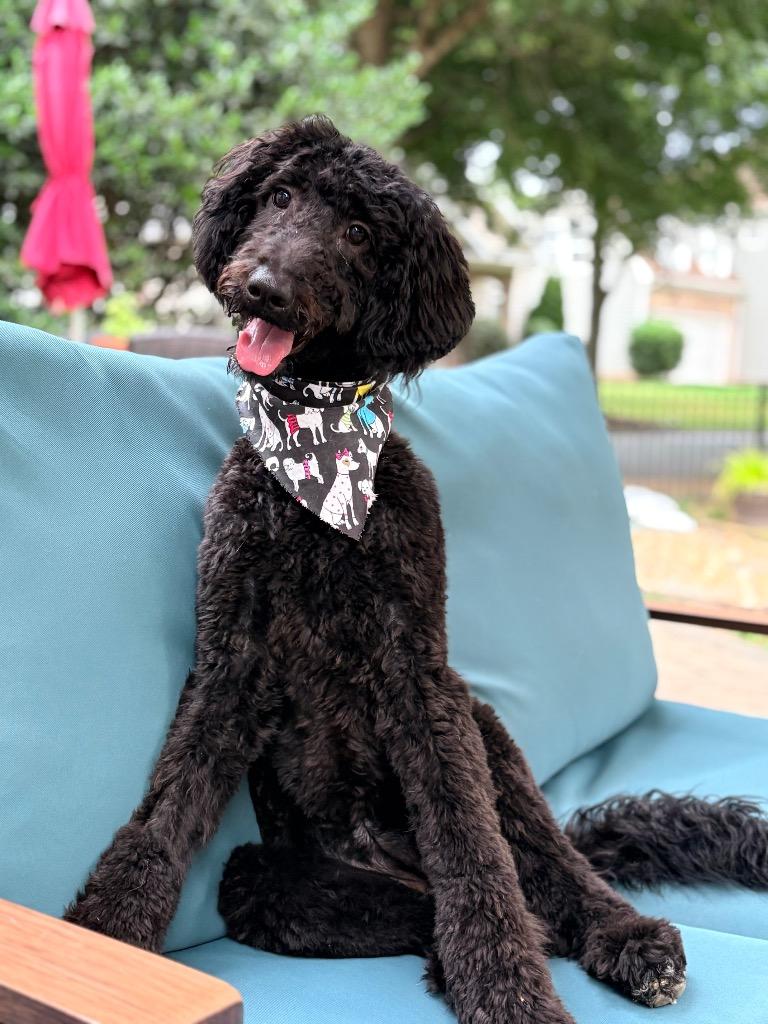 Enlarge Calista, a Adoptable Poodle in Waxhaw, NC image 2/3