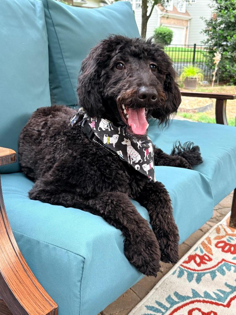 Enlarge Calista, a Adoptable Poodle in Waxhaw, NC image 3/3