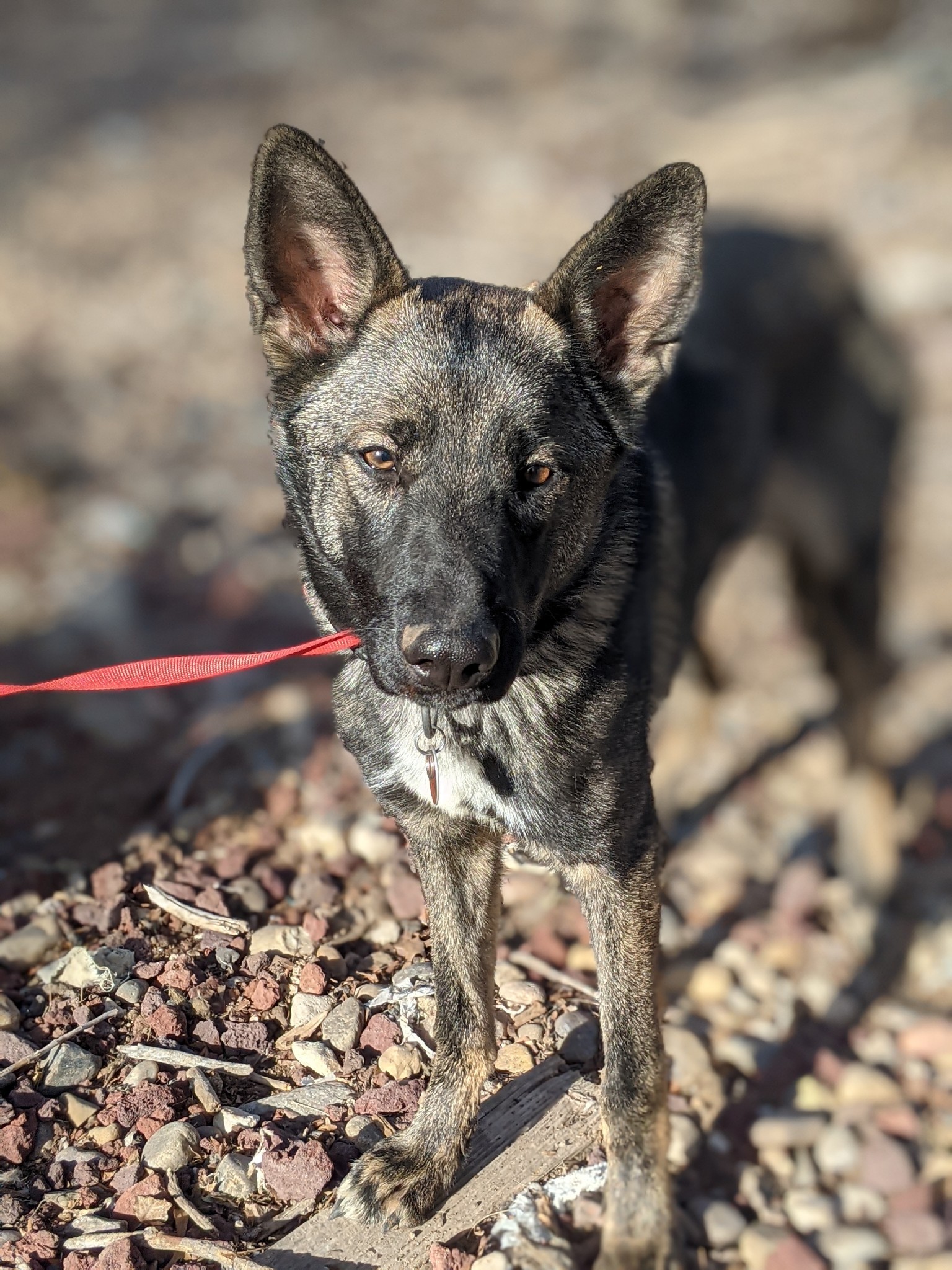 Shay, Adoptable, Adult Male German Shepherd Dog.