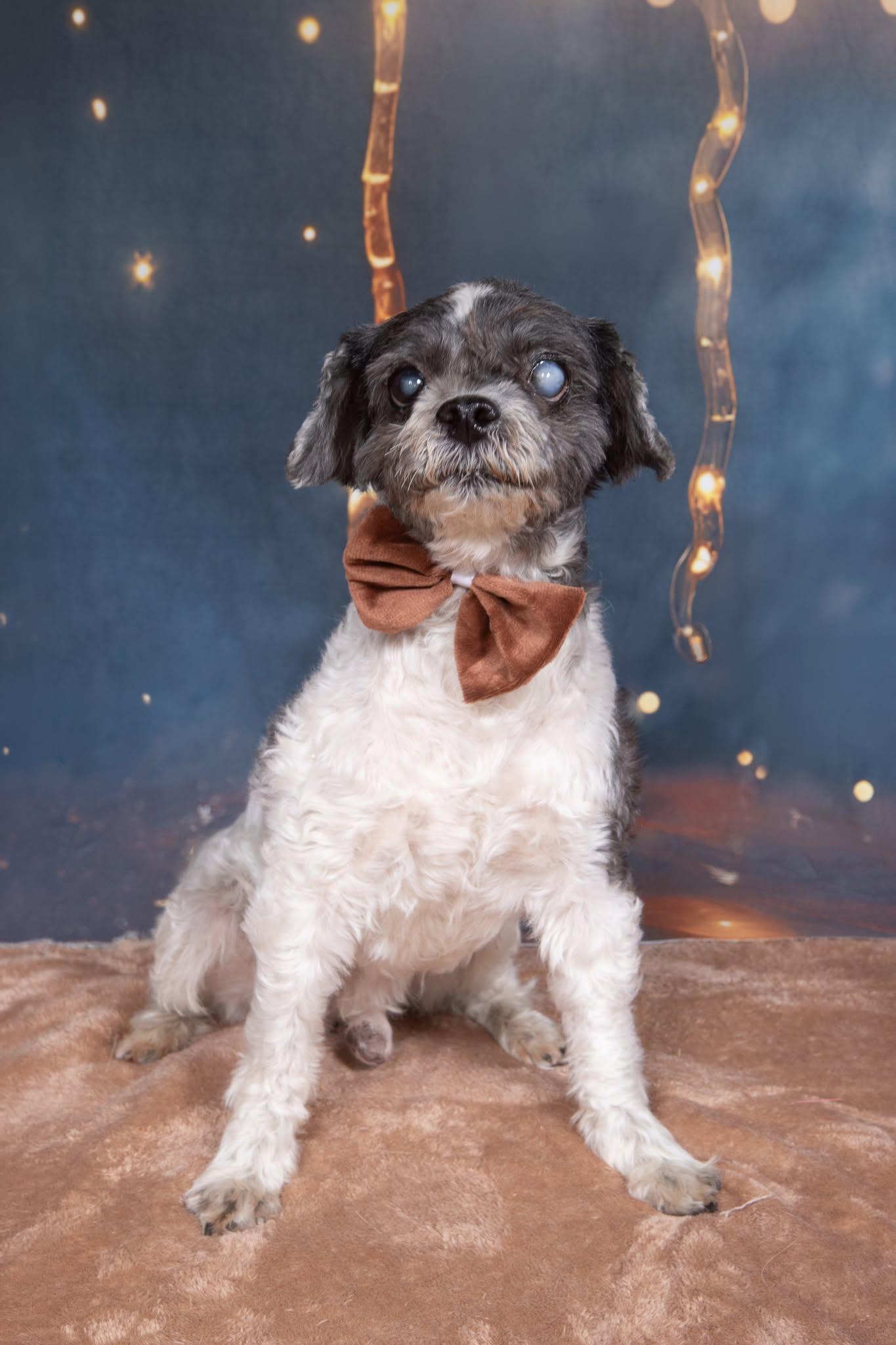 Enlarge Muppet, a ADOPTABLE Shih Tzu in Cleveland, OH image 5/5