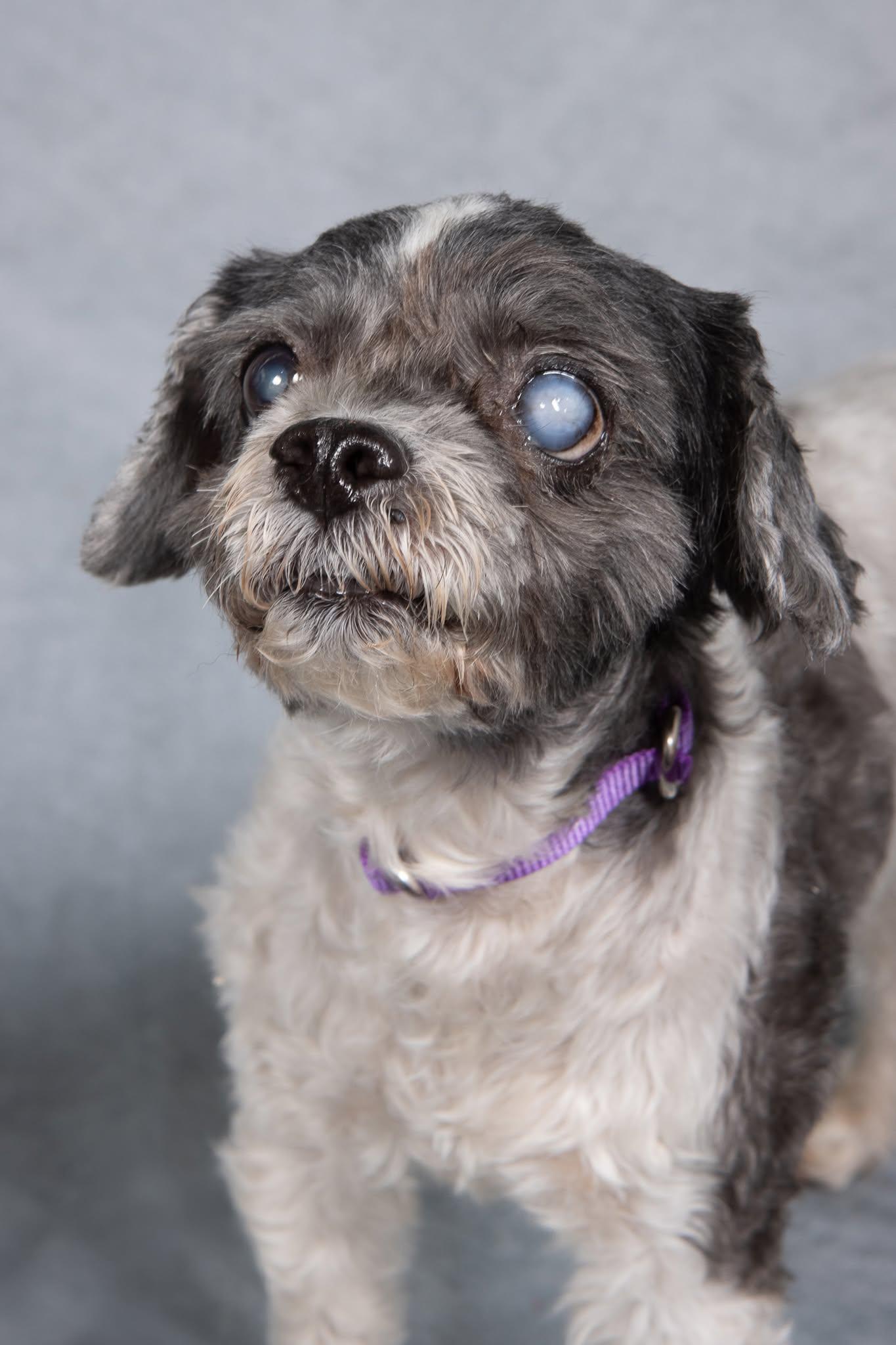 Enlarge Muppet, a ADOPTABLE Shih Tzu in Cleveland, OH image 2/5