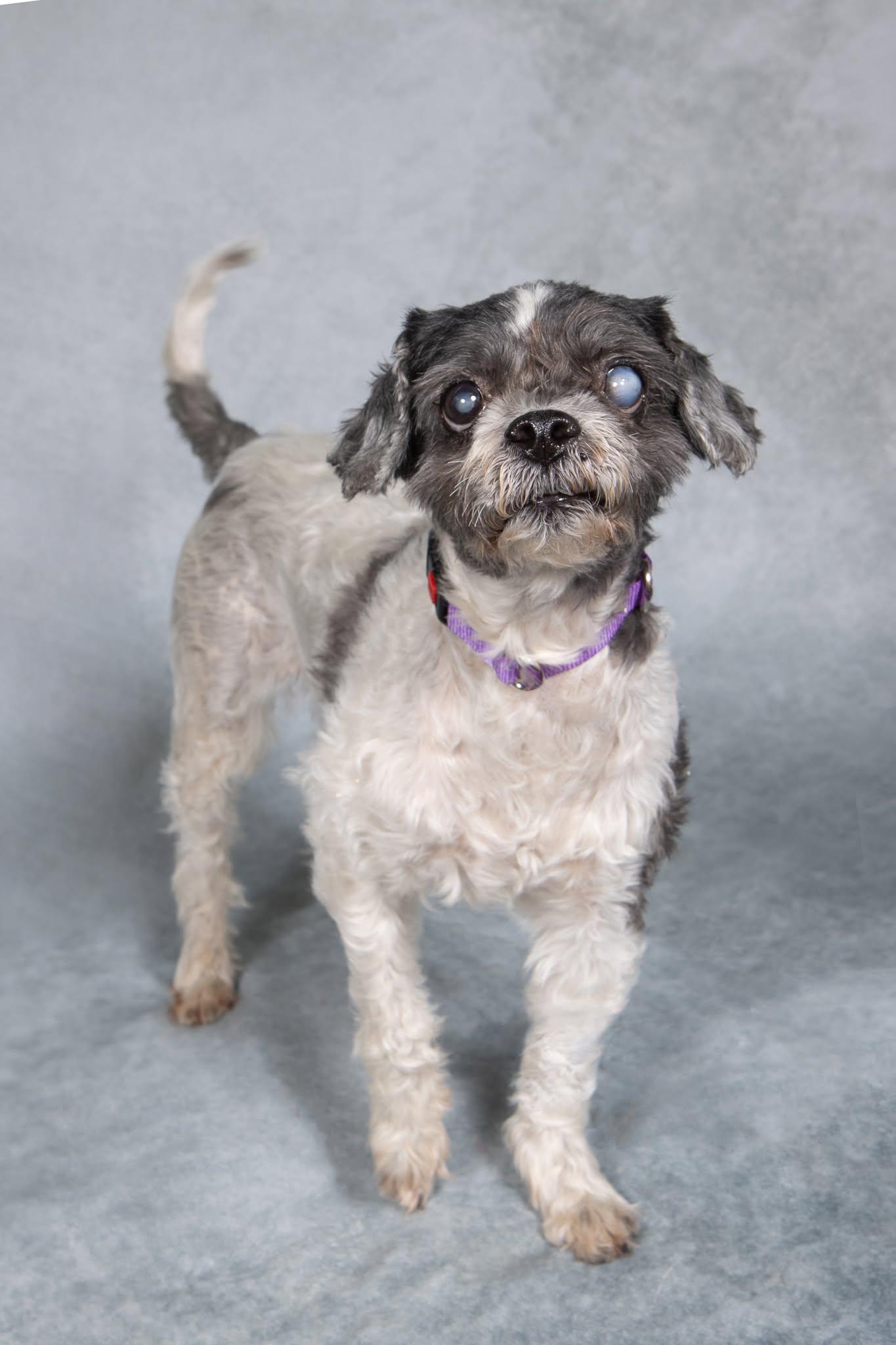 Enlarge Muppet, a ADOPTABLE Shih Tzu in Cleveland, OH image 3/5